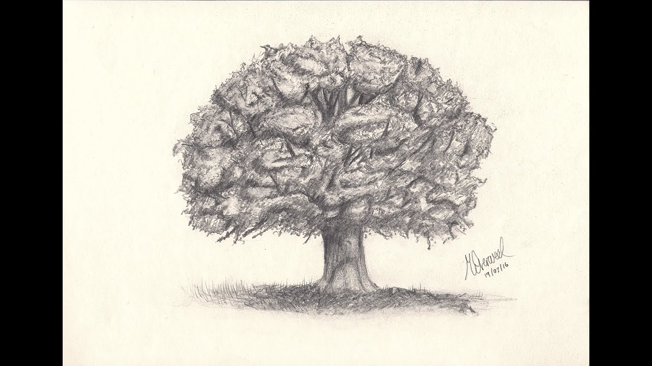1280x720 Oak Tree Drawing - Tree Drawing Oak