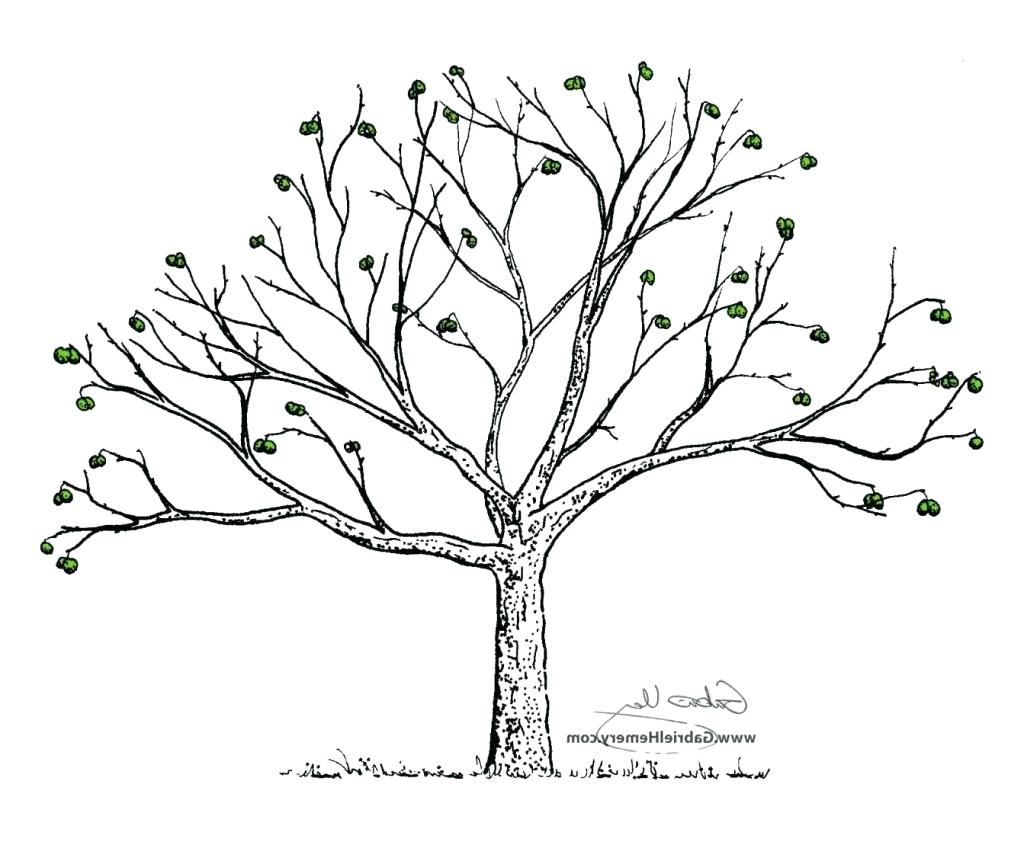 1024x842 Oak Tree Drawing Pictures Art Photos - Tree Drawing Oak