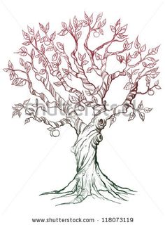 236x320 oak tree drawings with roots illustrator's description tree - Tree Drawing Oak