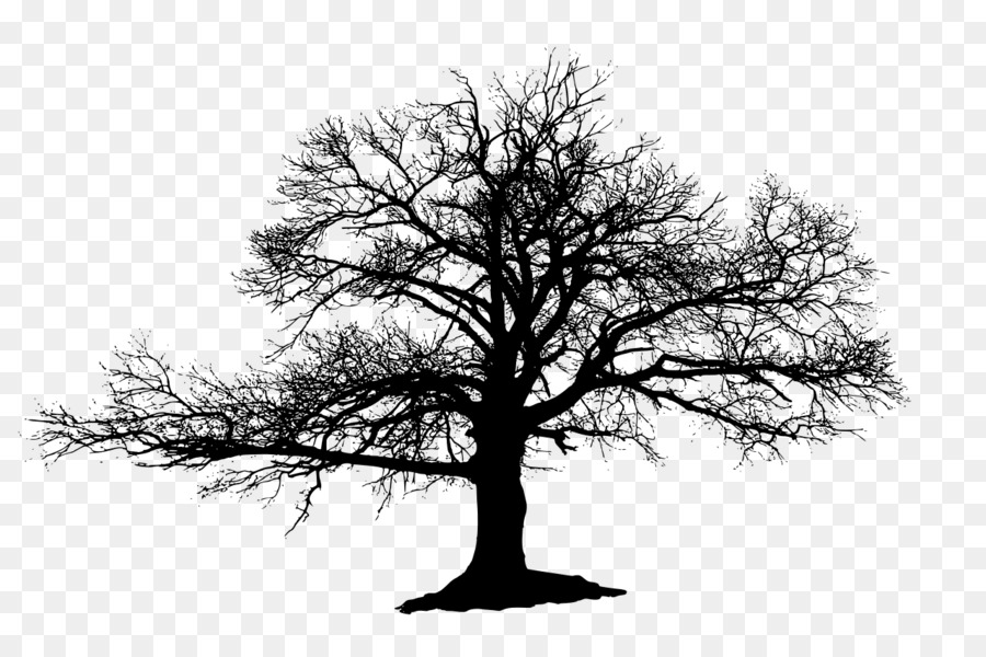 900x600 Tree, Drawing, Oak, Transparent Png Image Clipart Free Download - Tree Drawing Oak