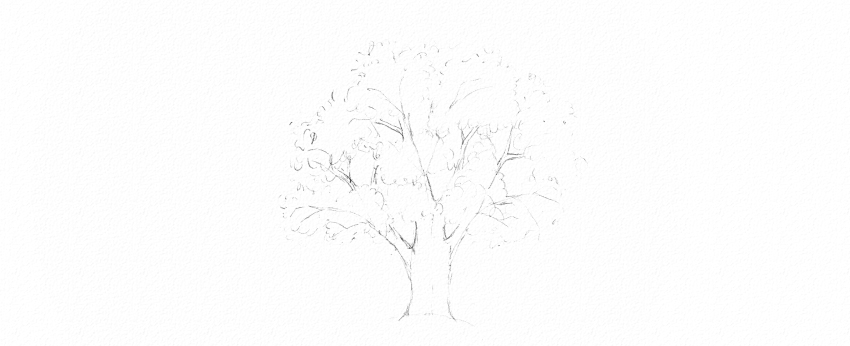850x346 How To Draw Trees - Tree Drawing Oak