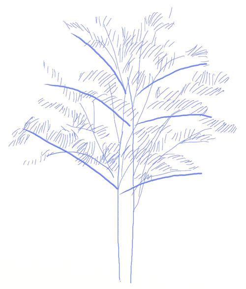 500x588 How To Draw A Tree - Tree Drawing Step By Step