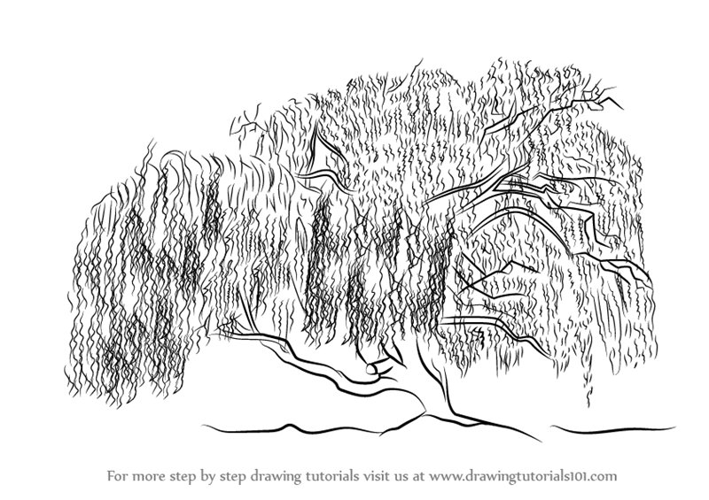800x565 Learn How To Draw A Willow Tree - Tree Drawing Step By Step
