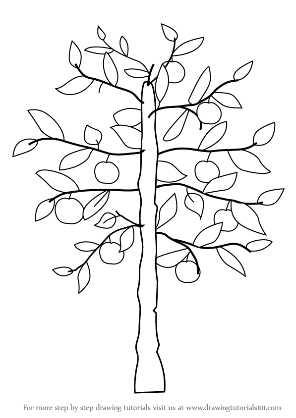 597x844 Learn How To Draw An Apple Tree - Tree Drawing Step By Step