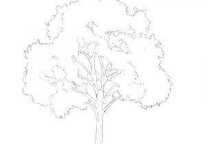 300x210 How To Draw Trees Step - Tree Drawing Step By Step