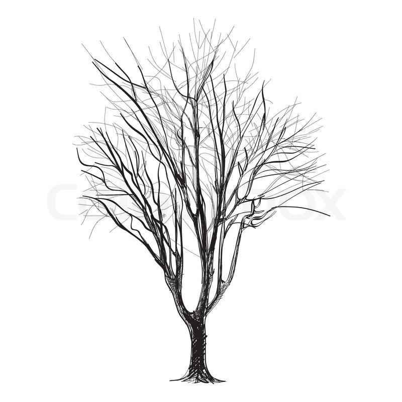 800x800 large bare tree without leaves - Tree Drawing Vector