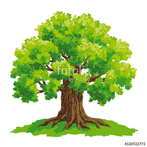 500x500 Oak Tree - Tree Drawing Vector