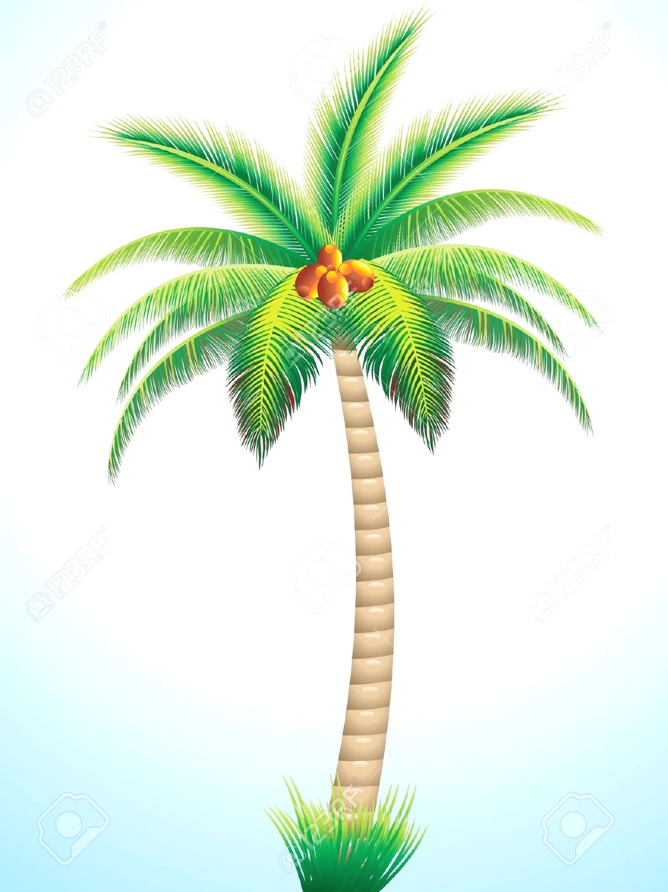 974x1300 palm tree cartoon drawing coconut stock vector image - Tree Drawing Vector