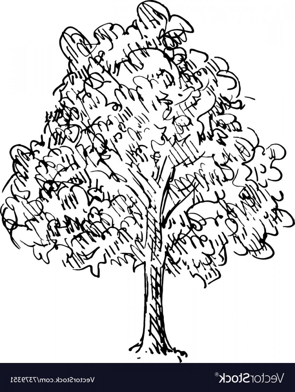 976x1296 tree drawings black and white vector lazttweet - Tree Drawing Vector