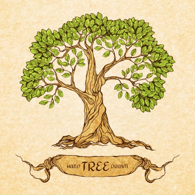 626x626 Tree Vectors, Photos And Free Download - Tree Drawing Vector