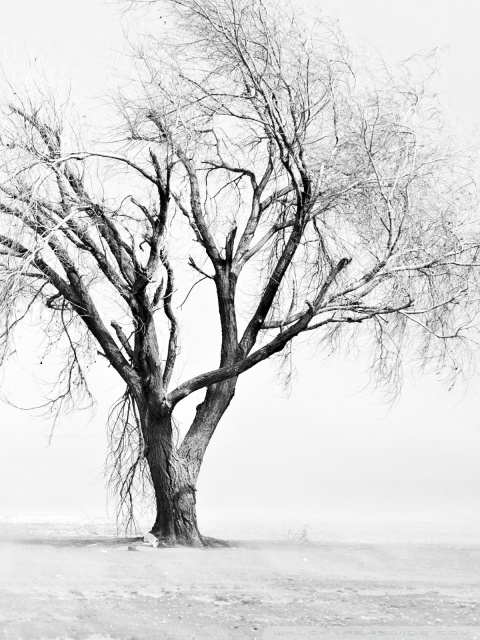 Tree Drawing Wallpaper at PaintingValley.com | Explore collection of ...