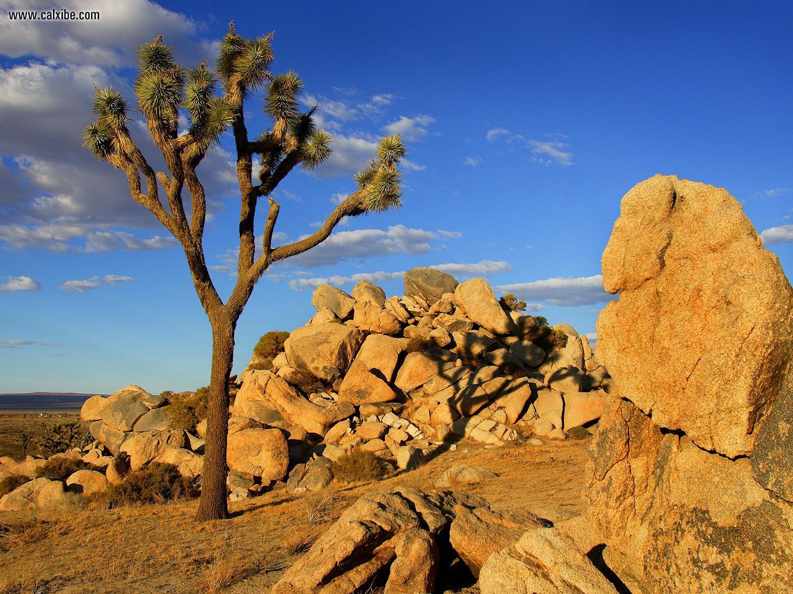 1600x1200 joshua tree drawing hd wallpaper, background images - Tree Drawing Wallpaper