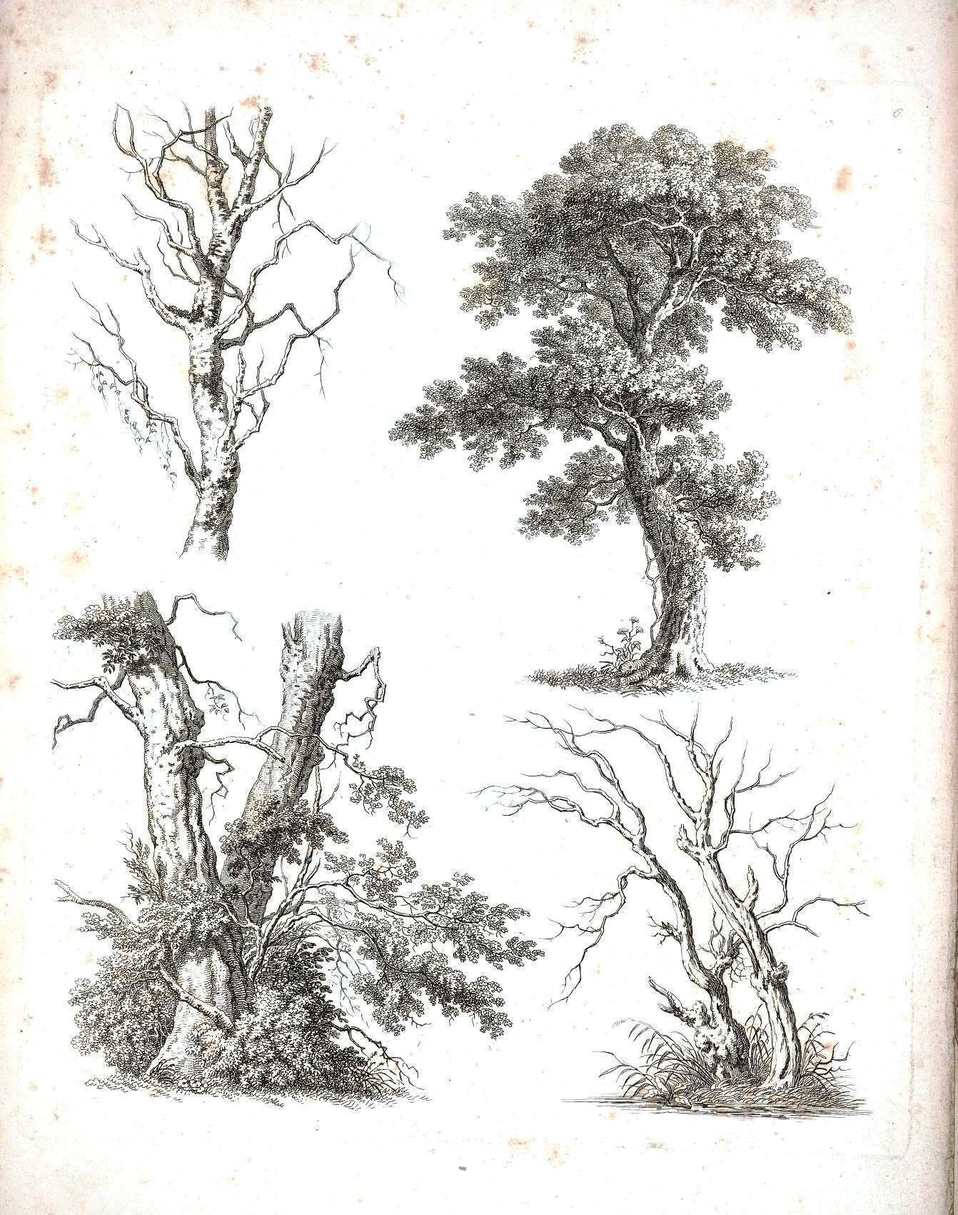 1342x1701 Old Botanical Wall Paper Download Torn Down Tree In Black - Tree Drawing Wallpaper