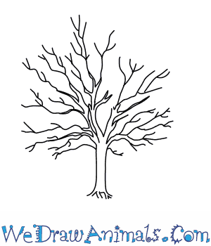 300x350 How To Draw A Sycamore Tree - Tree Easy Drawing