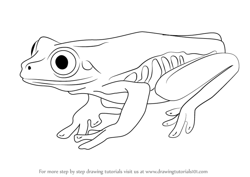 800x566 Learn How To Draw A Tree Frog - Tree Frog Drawing