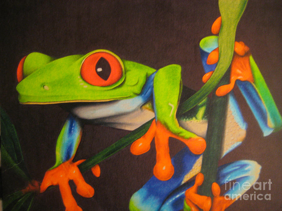 900x675 Red Eye Tree Frog Drawing - Tree Frog Drawing