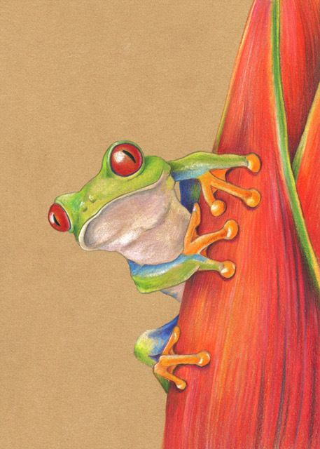457x640 Red Eyed Tree Frog Drawing - Tree Frog Drawing