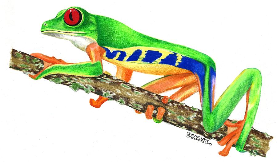 900x527 Red Eyed Tree Frog Drawing - Tree Frog Drawing