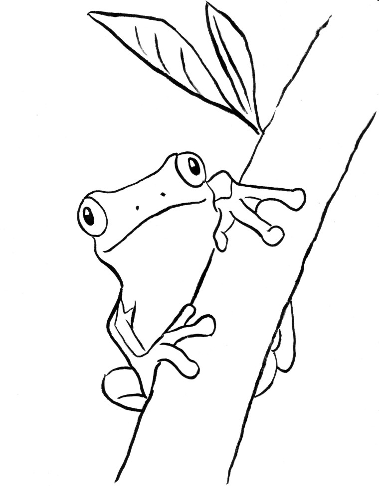 760x976 Tree Frog Coloring Page - Tree Frog Drawing