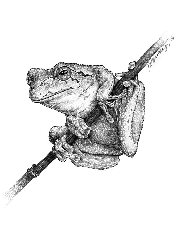 695x900 Tree Frog Drawing - Tree Frog Drawing