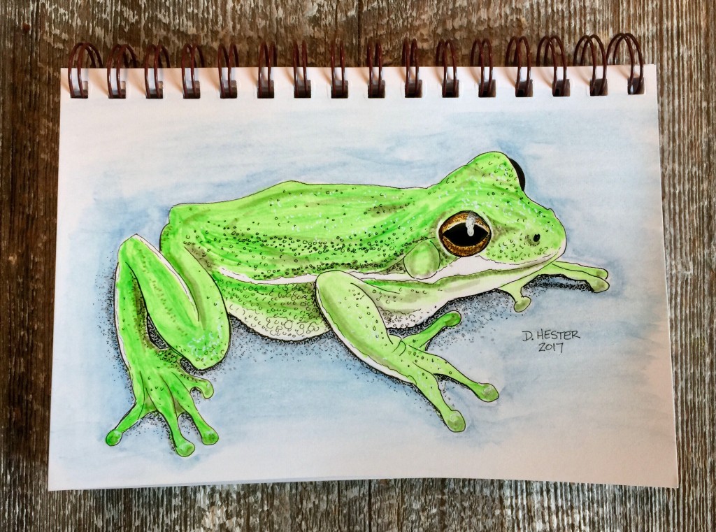 1024x761 Tree Frog Drawing - Tree Frog Drawing