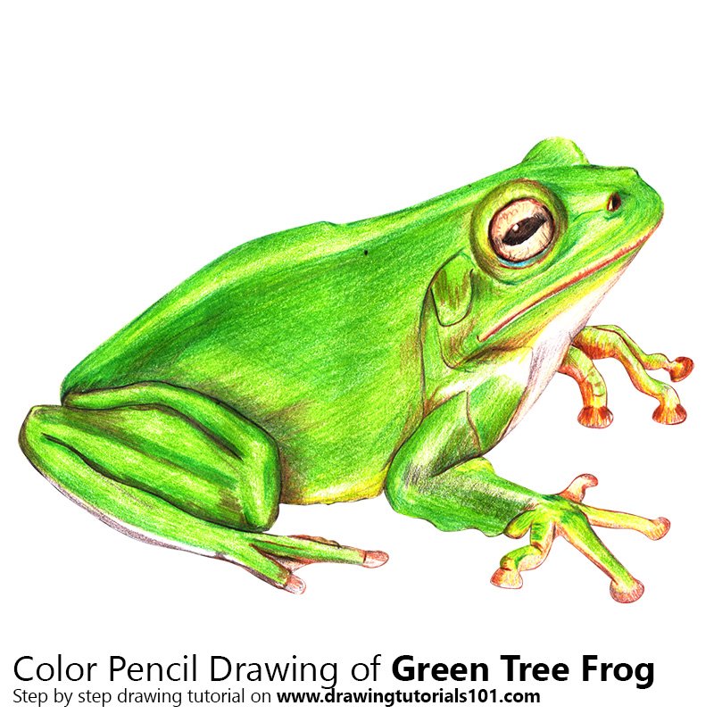 800x800 Green Tree Frog Colored Pencils - Tree Frog Drawing