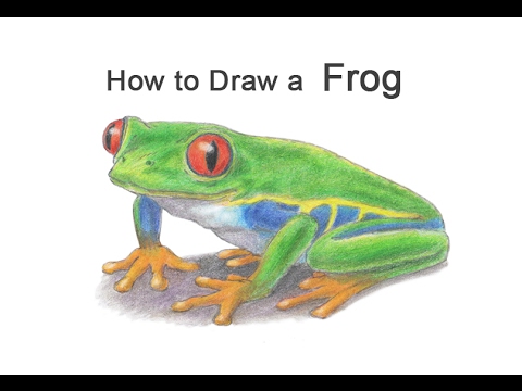 480x360 How To Draw A Frog - Tree Frog Drawing