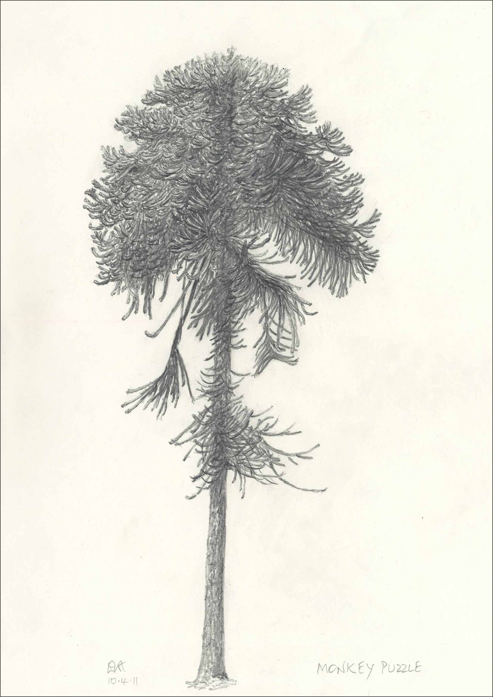 1654x2339 favourite tree drawings tree drawings - Tree Images For Drawing