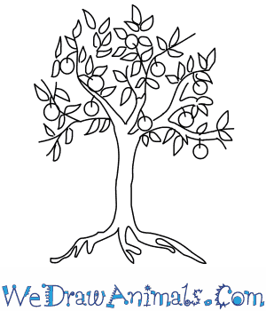 300x350 How To Draw An Orange Tree - Tree Images For Drawing