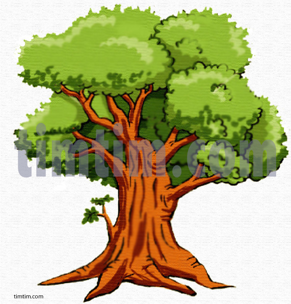 571x597 Pictures Colorful Tree Drawings - Tree Images For Drawing
