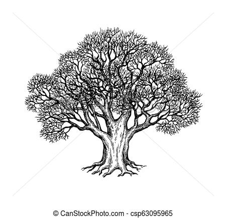 450x434 ink sketch of oak tree ink sketch of oak without leaves winter - Tree Ink Drawing