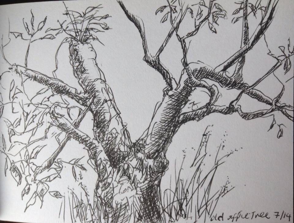 960x729 Apple Tree Ink Drawings End House Arts - Tree Ink Drawing