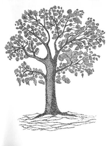 375x500 Tree Drawing - Tree Ink Drawing
