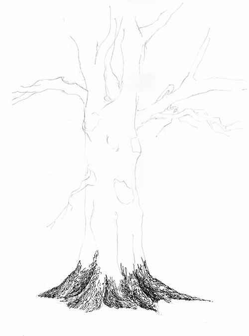 500x674 Tree Pen And Ink Drawing St - Tree Ink Drawing