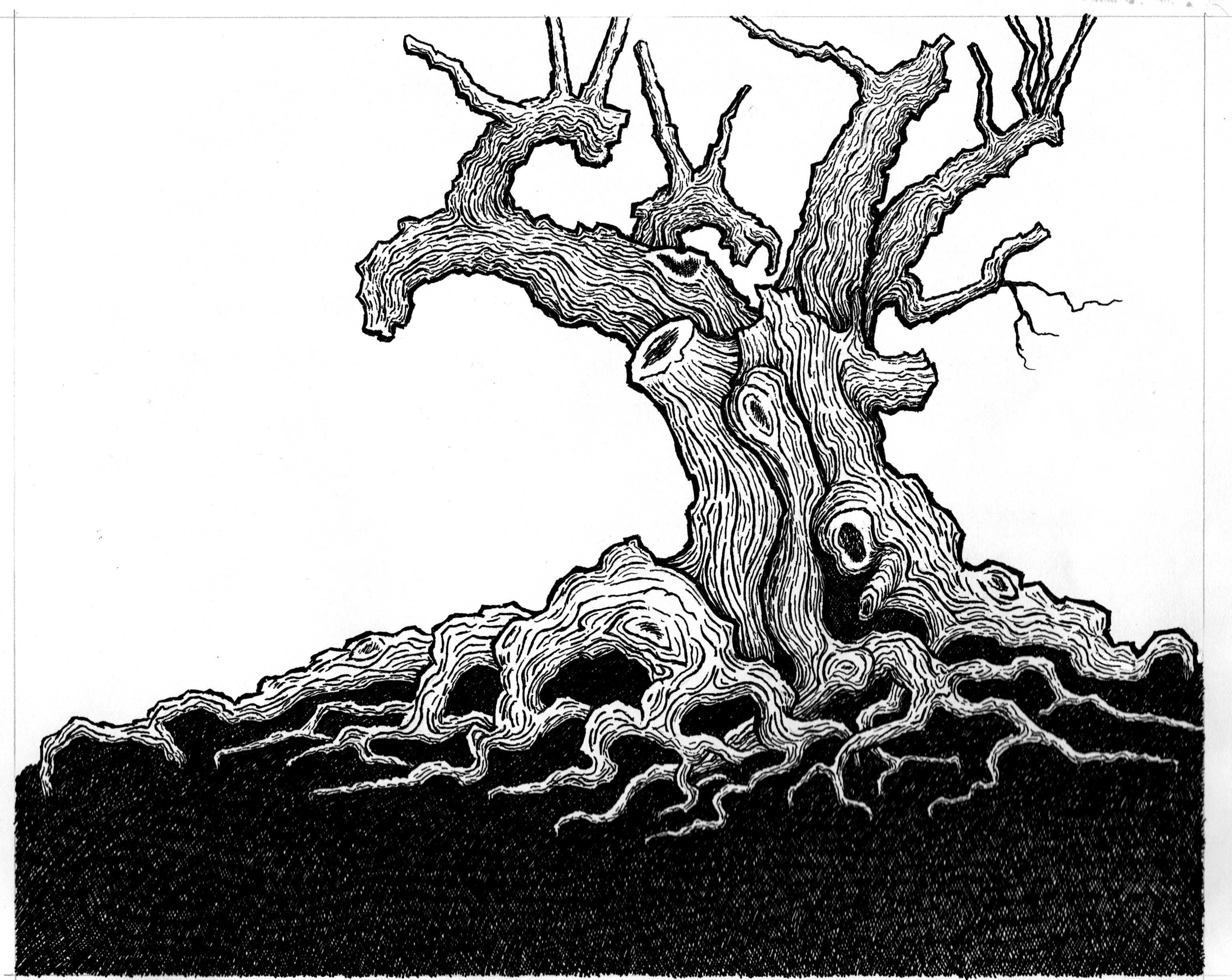3077x2447 Trees - Tree Ink Drawing