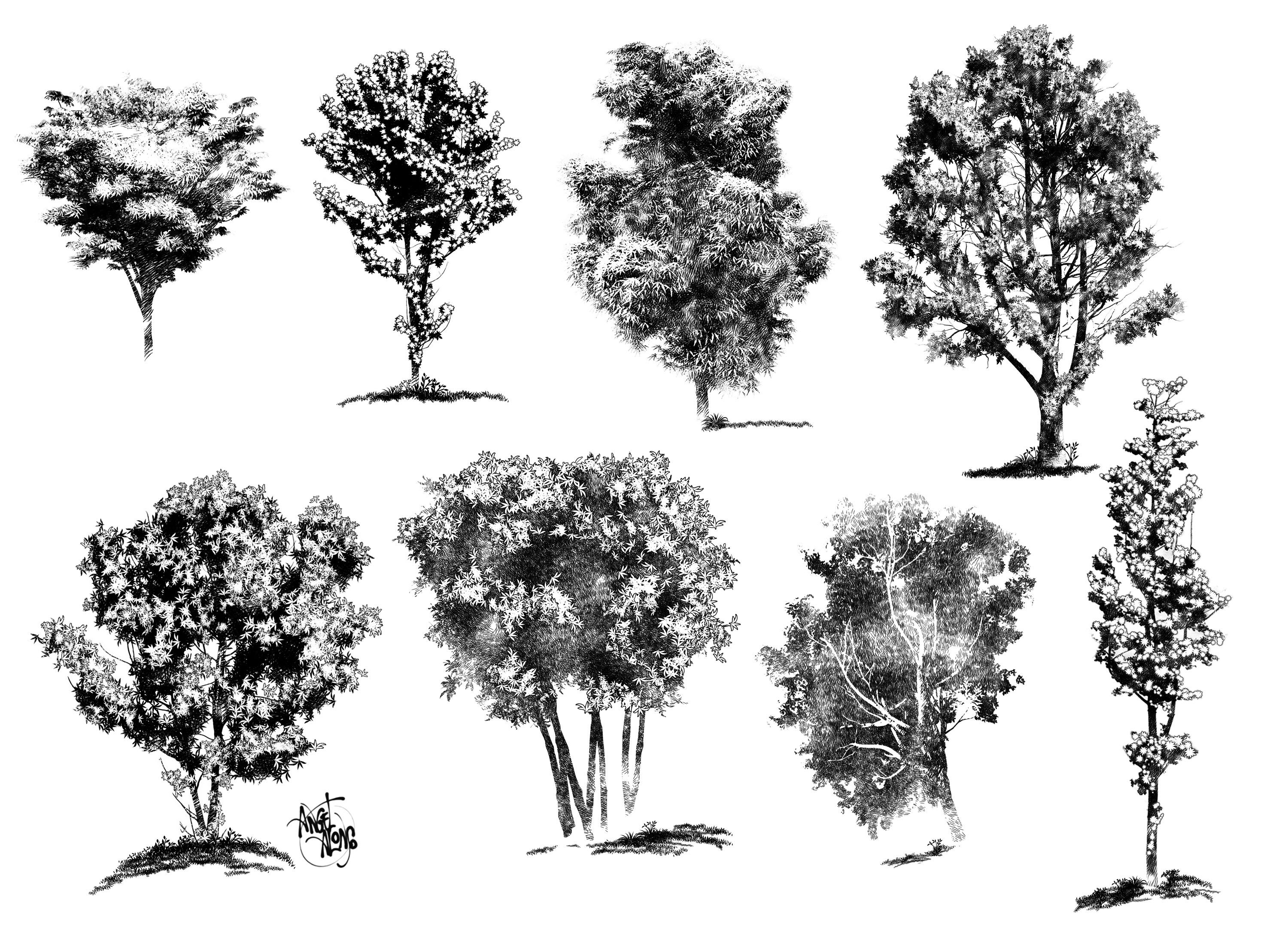 3000x2214 Ink Drawings Of Trees - Tree Ink Drawing