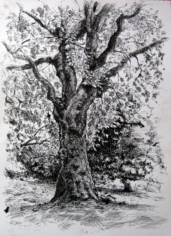 600x828 pen and ink tree drawings pen and ink drawing of a tree - Tree Ink Drawing