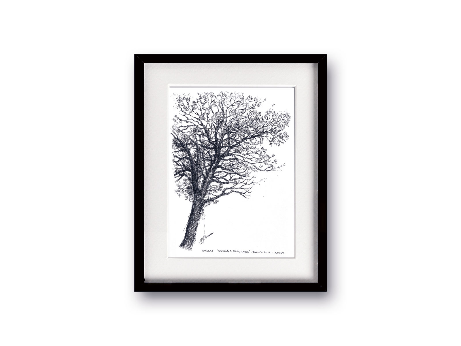 1600x1200 Ink Drawing Quillay - Tree Ink Drawing