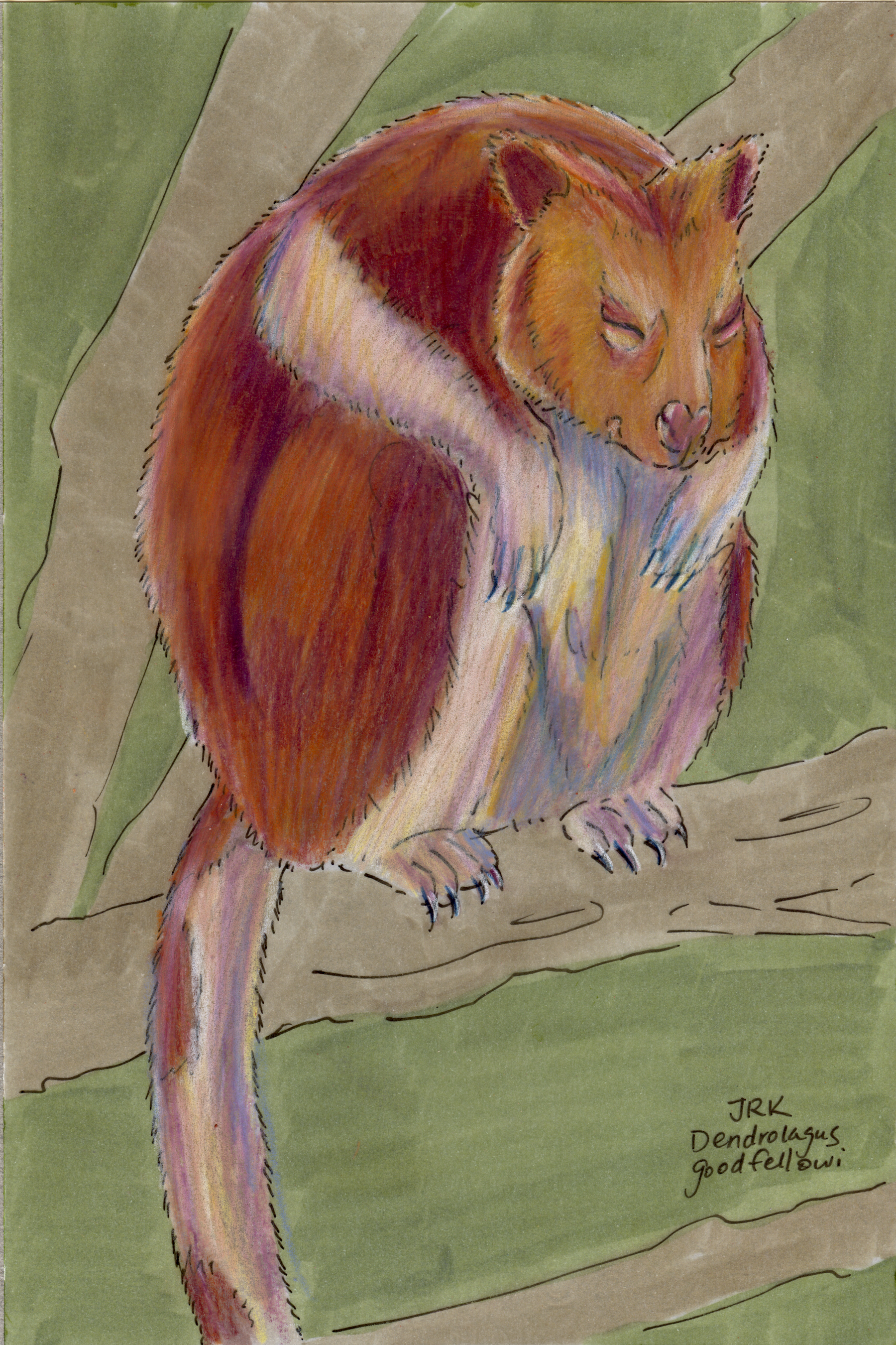 1800x2700 goodfellow's tree kangaroo - Tree Kangaroo Drawing