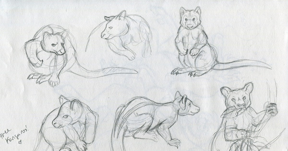 1200x630 Refrigigator Animal Study - Tree Kangaroo Drawing