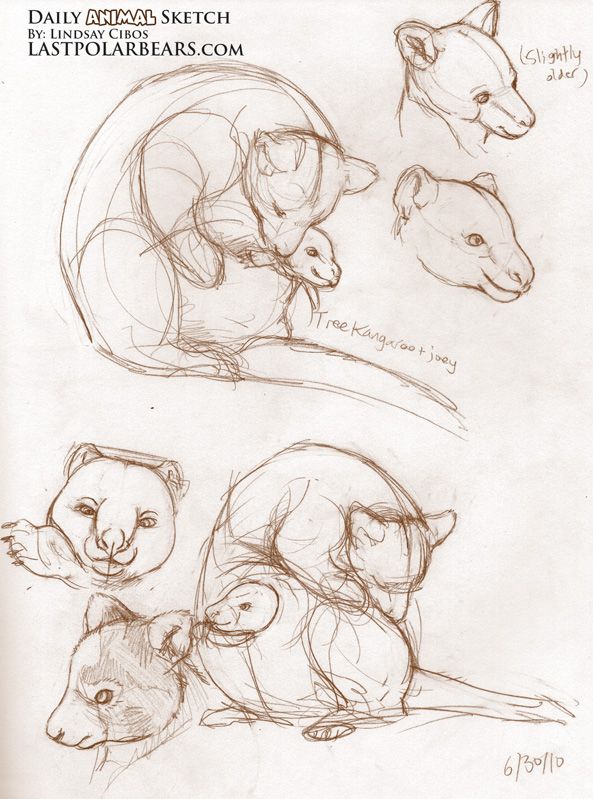 593x799 Tree Kangaroo And Joey Art Animal Sketches - Tree Kangaroo Drawing