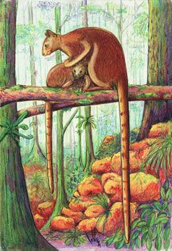 246x360 Tree Kangaroos Coloured Pencil Drawing Tree Kangaroo For Kids - Tree Kangaroo Drawing