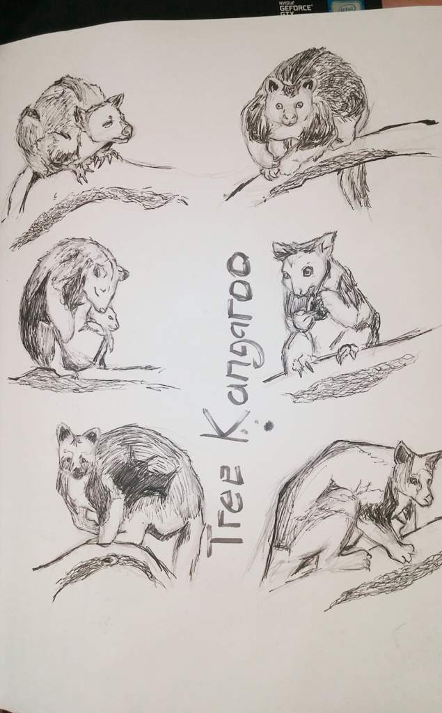 635x1024 Tree Amino - Tree Kangaroo Drawing