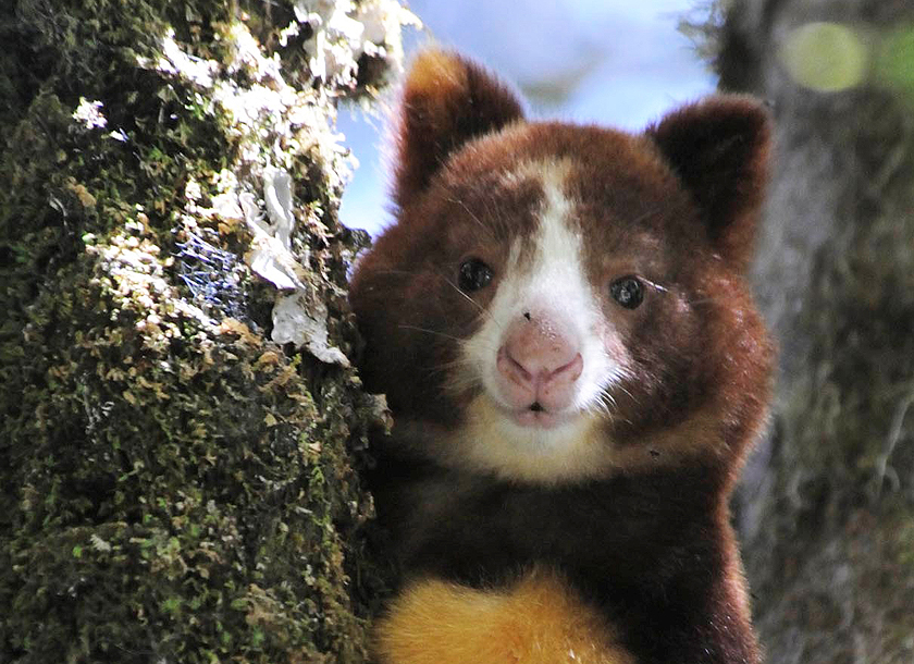 840x610 treetop kangaroos who knew wbur's the wild life - Tree Kangaroo Drawing