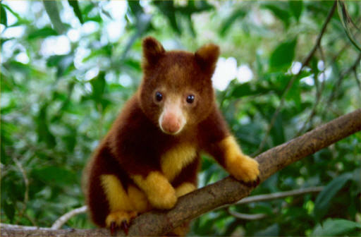 512x336 View Topic - Tree Kangaroo Drawing