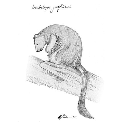 500x500 goodfellow's tree kangaroo - Tree Kangaroo Drawing