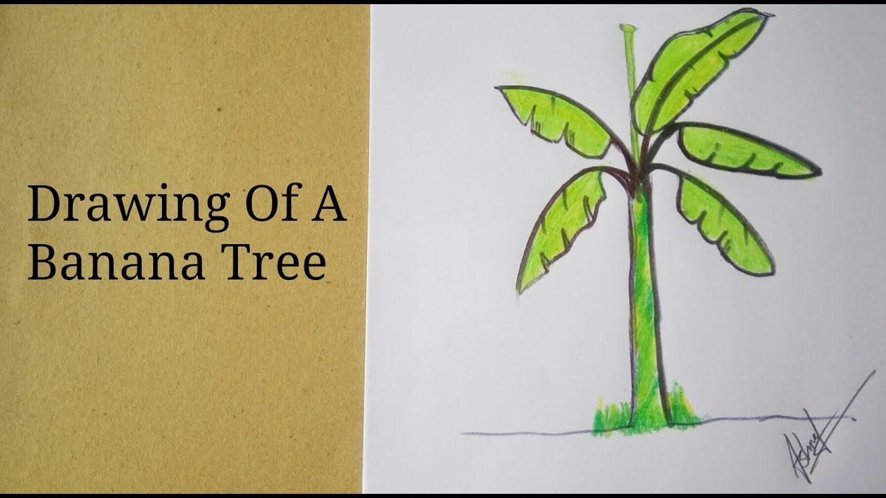 1280x720 How To Draw A Banana Tree, For Kid - Tree Kid Drawing