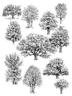 236x314 How To Draw Trees Conifers - Tree Landscape Drawing