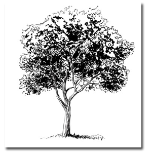 300x300 Step - Tree Landscape Drawing