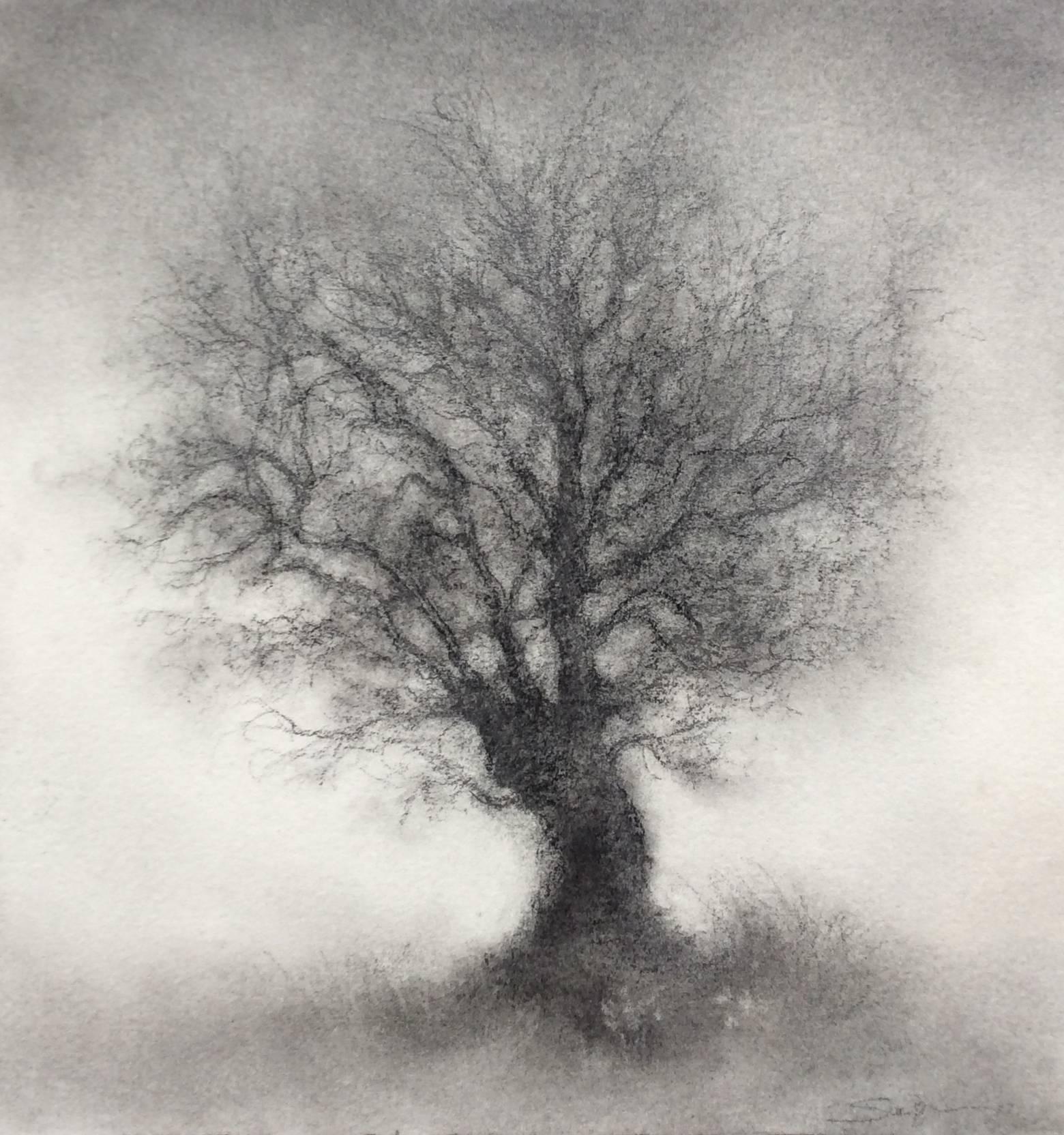 1560x1664 Sue Bryan - Tree Landscape Drawing